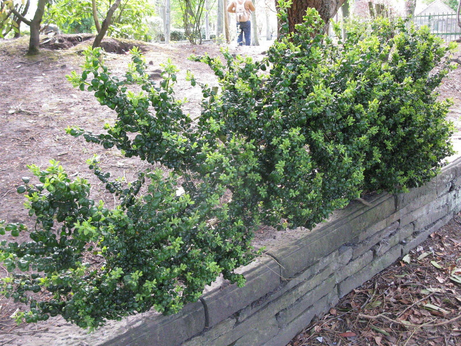 Pests And Diseases Of Box Hedging Plants Buxus Sempervirens The