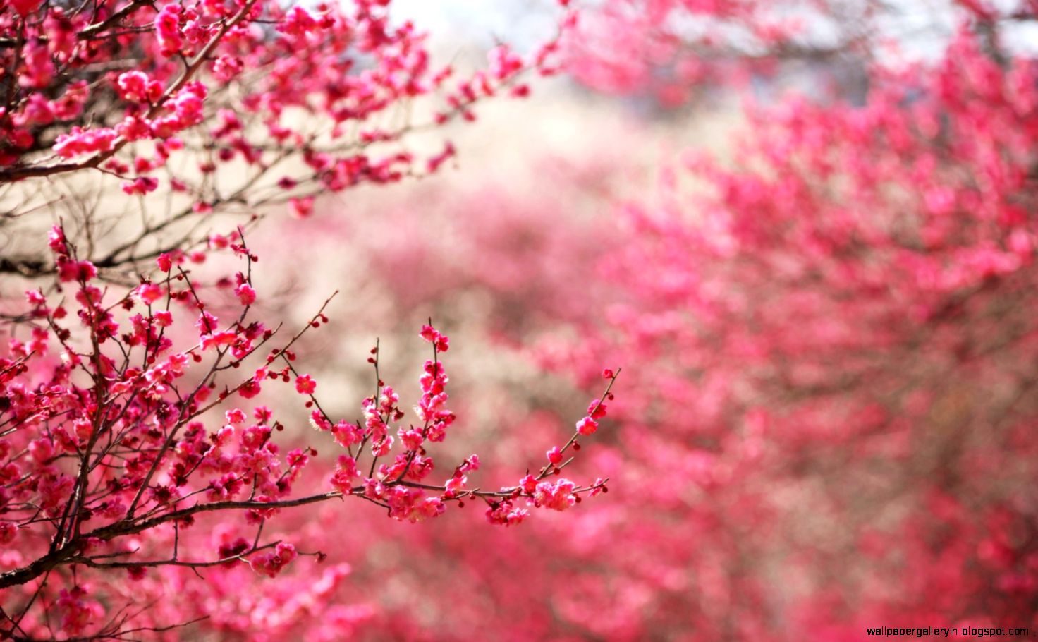 ColorofNaturePinkCherry ColorofNaturePinkCherry