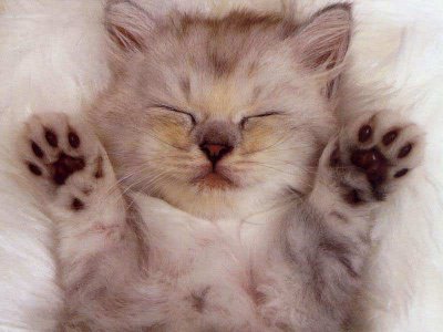 Kenapa Kucing Takut Air