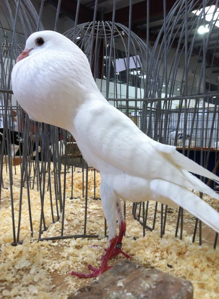 World of Pigeons and Doves Brunner Pouter ( Brünner Kröpfer )