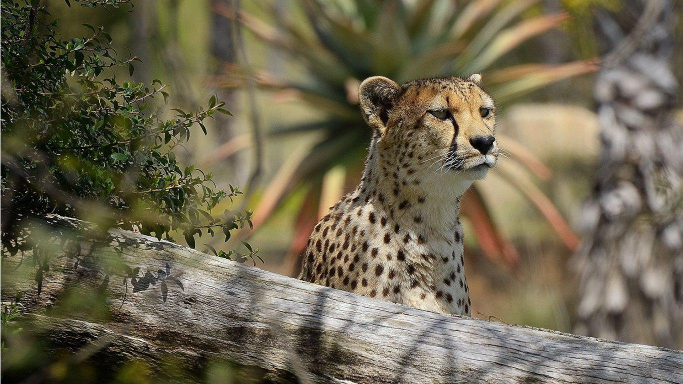 Cheetah Dangerous Hd WallpapersPictures 2013 | Top hd animals wallpapers