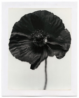 remembrance poppy black background
