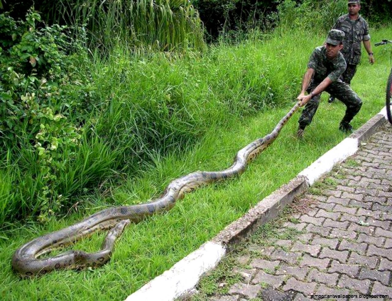 King Cobra New HD Desktop Wallpapers 2013 Top hd animals wallpapers King Cobra New HD Desktop Wallpapers 2013 Top hd animals wallpapers