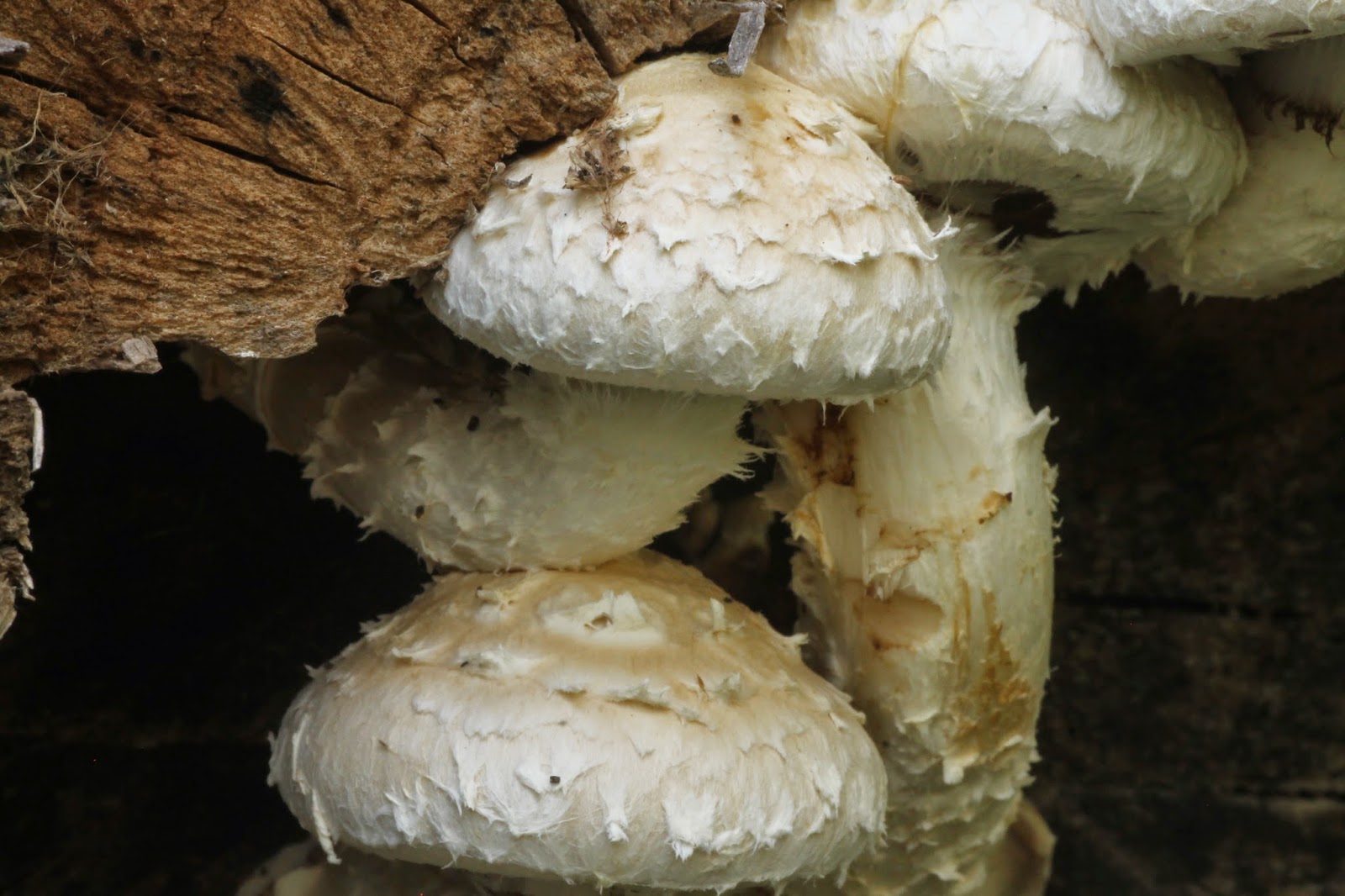 Distracted Naturalist Mushroom Log late September 2014