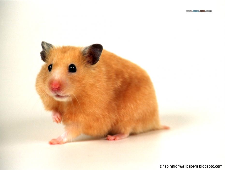 Free wallpaper Cute pet hamster on white background wallpaper Free wallpaper Cute pet hamster on white background wallpaper