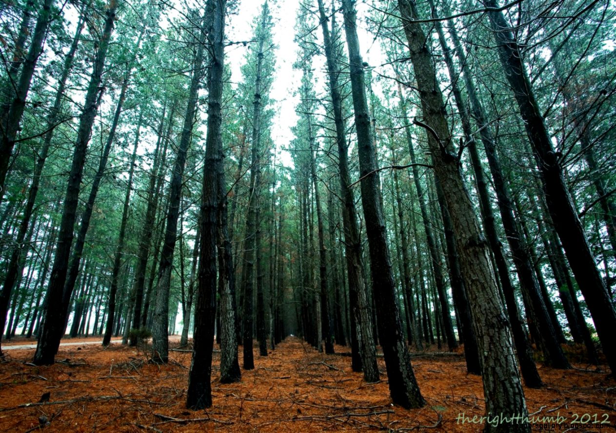 Pine Forest HD Widescreen Wallpapers 14802 Amazing Wallpaperz Pine Forest HD Widescreen Wallpapers 14802 Amazing Wallpaperz