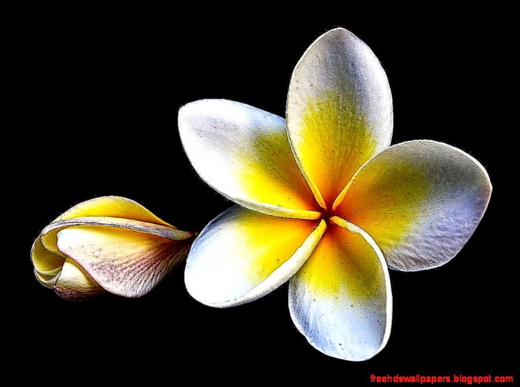 WHITE PLUMERIA WALLPAPER   88411   HD Wallpapers WHITE PLUMERIA WALLPAPER   88411   HD Wallpapers