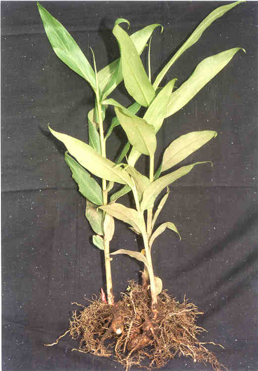 Tradisional Sehat: Tanaman Obat Alami untuk Masuk Angin