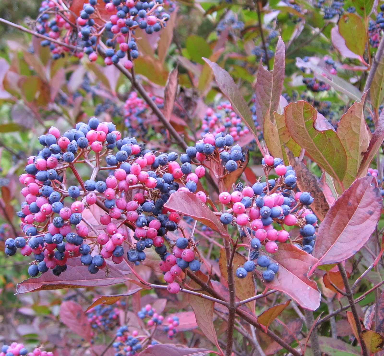 Solitary Dog Sculptor I Botany Botanica Viburnum Part 1 Data in