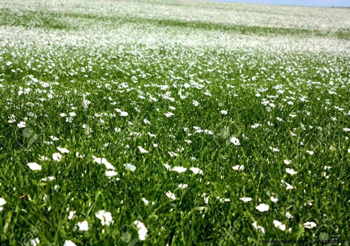 White Flower Field Best Wallpaper Background