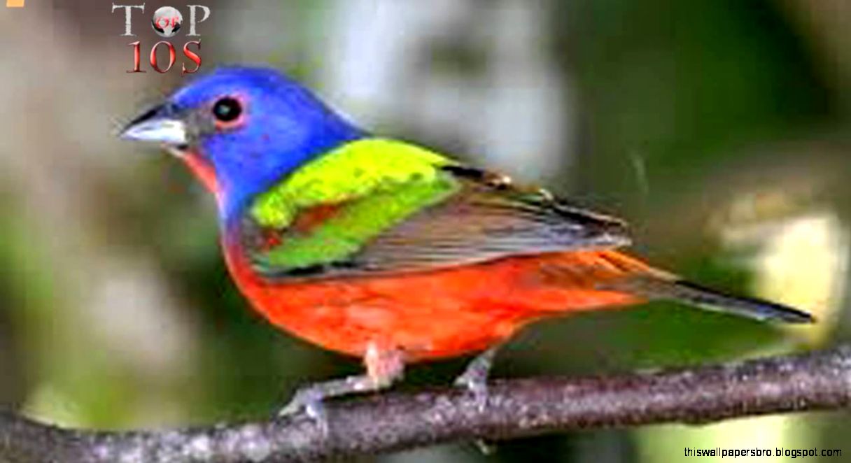 most beautiful birds of the world this wallpapers most beautiful birds of the world this wallpapers
