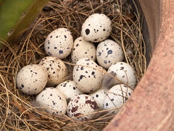 Ed's Stuff: Gambel's Quail Eggs
