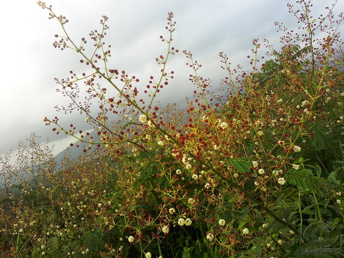 Kerala Flowers Leuca Indica (തുമ്പ) Thumba