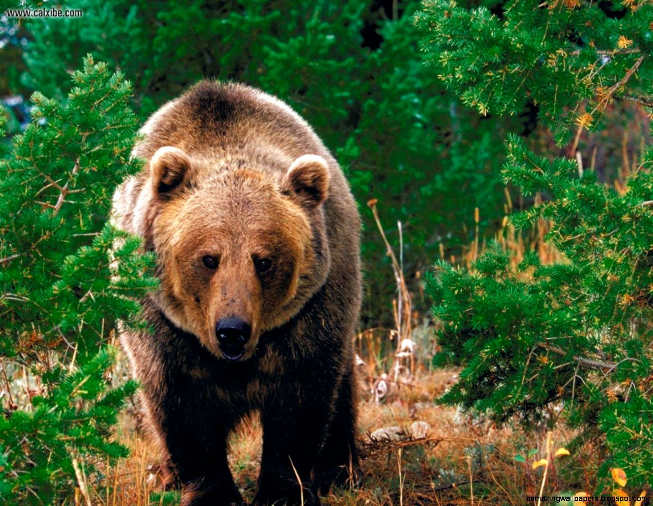 Animals Forest Wild Grizzly Bear picture nr 14341 Animals Forest Wild Grizzly Bear picture nr 14341