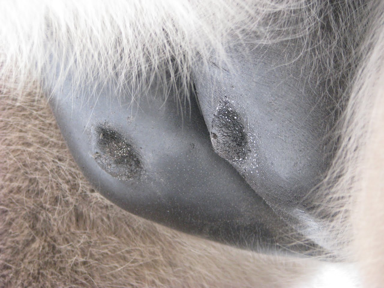 Мастурбатор Коней