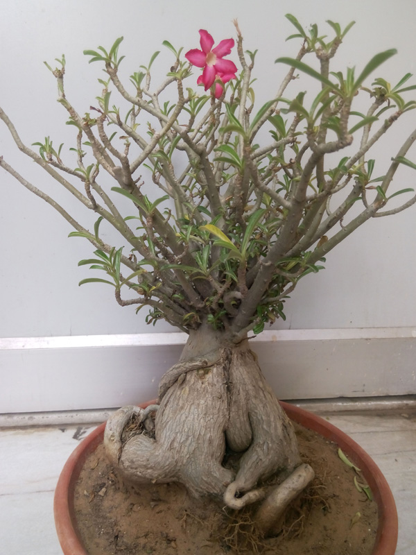 How to Grow Desert Roses From Seeds Bonsai Adenium Plant
