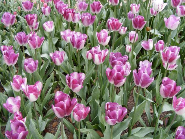 Urban plan Kyoto Japan 16 ai