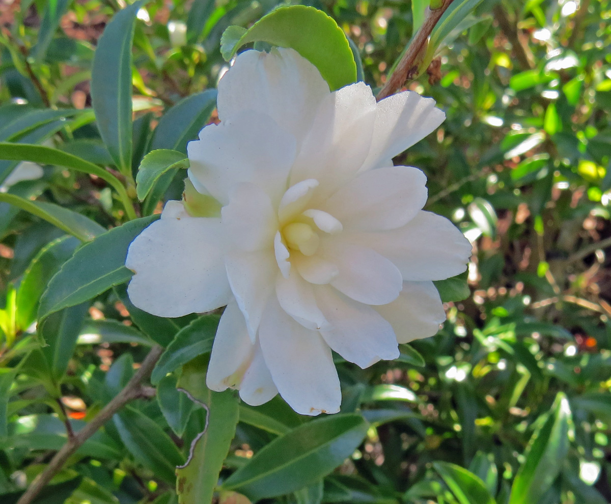 Sasanqua Flowers Stock Photos Sasanqua Flowers Stock Images Alamy