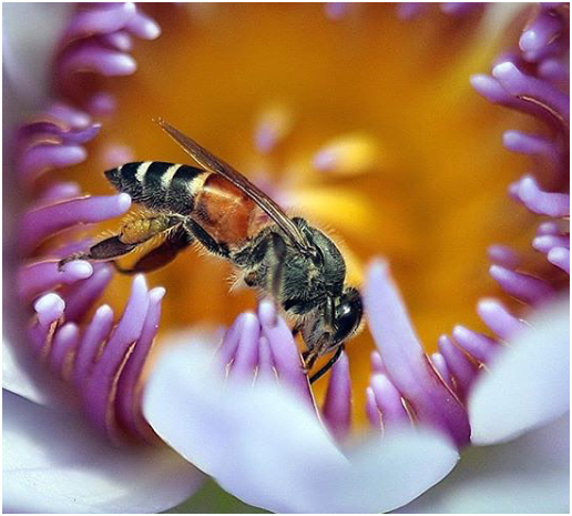 Lebah Madu asli Medan dan Tulen 100%