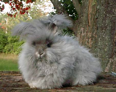 angora guinea pig