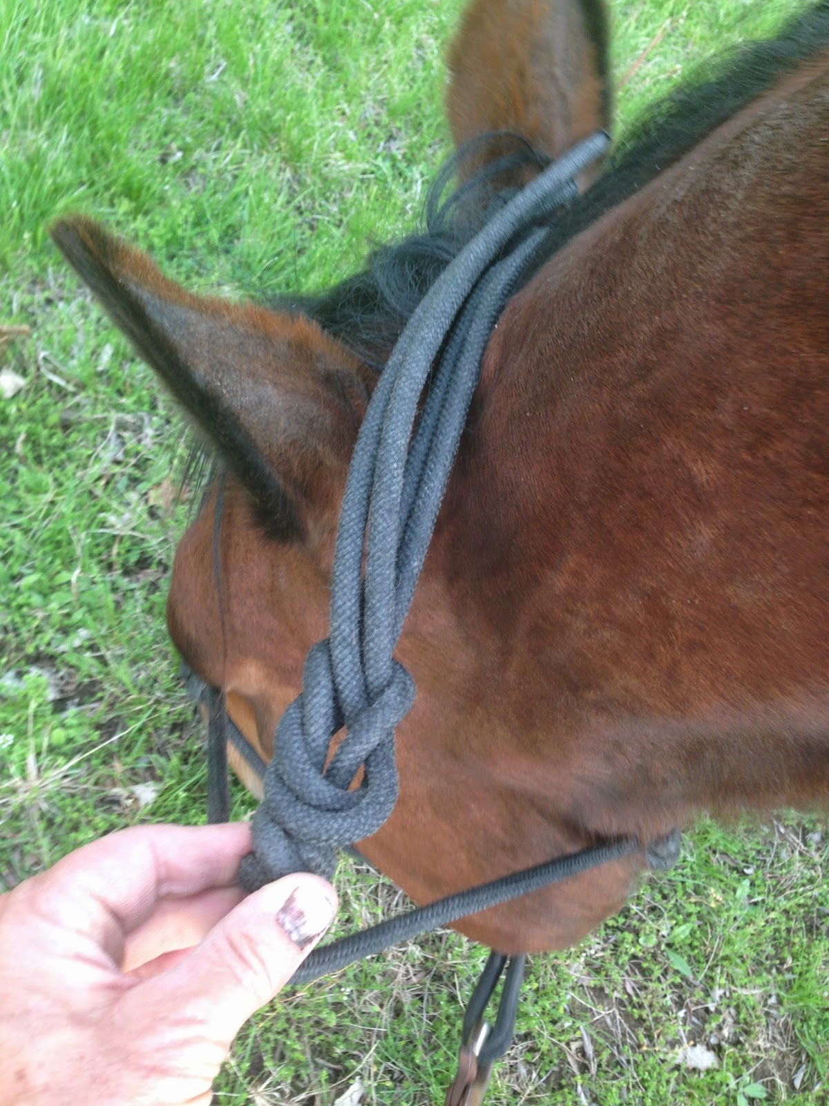 HorseTrailRiders Nickers and Neighs