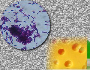 Bakteri Streptococcus