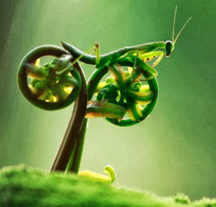 螳螂也愛騎單車