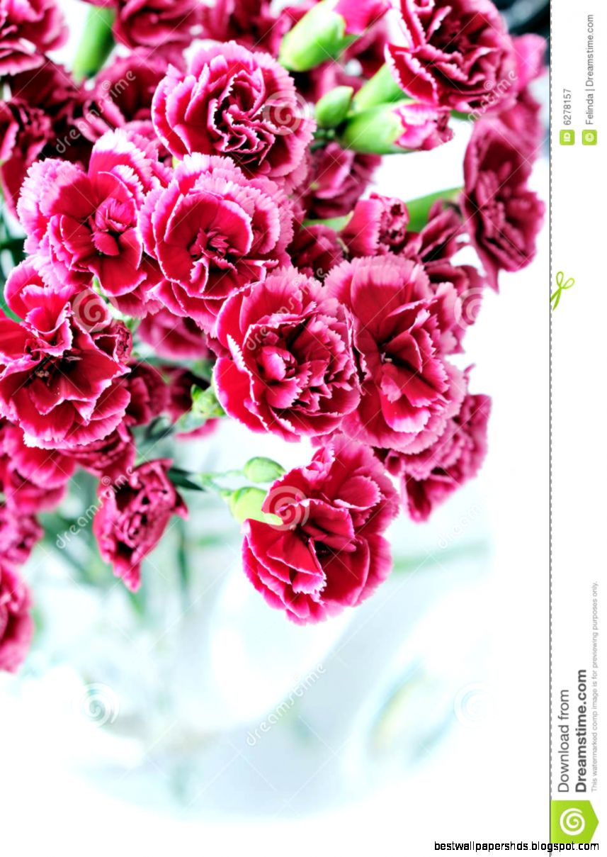 Carnation Bouquet In Vase Royalty Free Stock Photography Image Carnation Bouquet In Vase Royalty Free Stock Photography Image