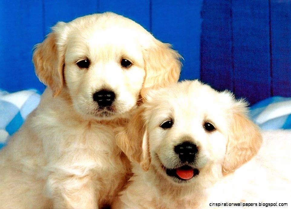 Cute Dog Wallpaper Dogs Wallpaper 13936376 Fanpop Cute Dog Wallpaper Dogs Wallpaper 13936376 Fanpop