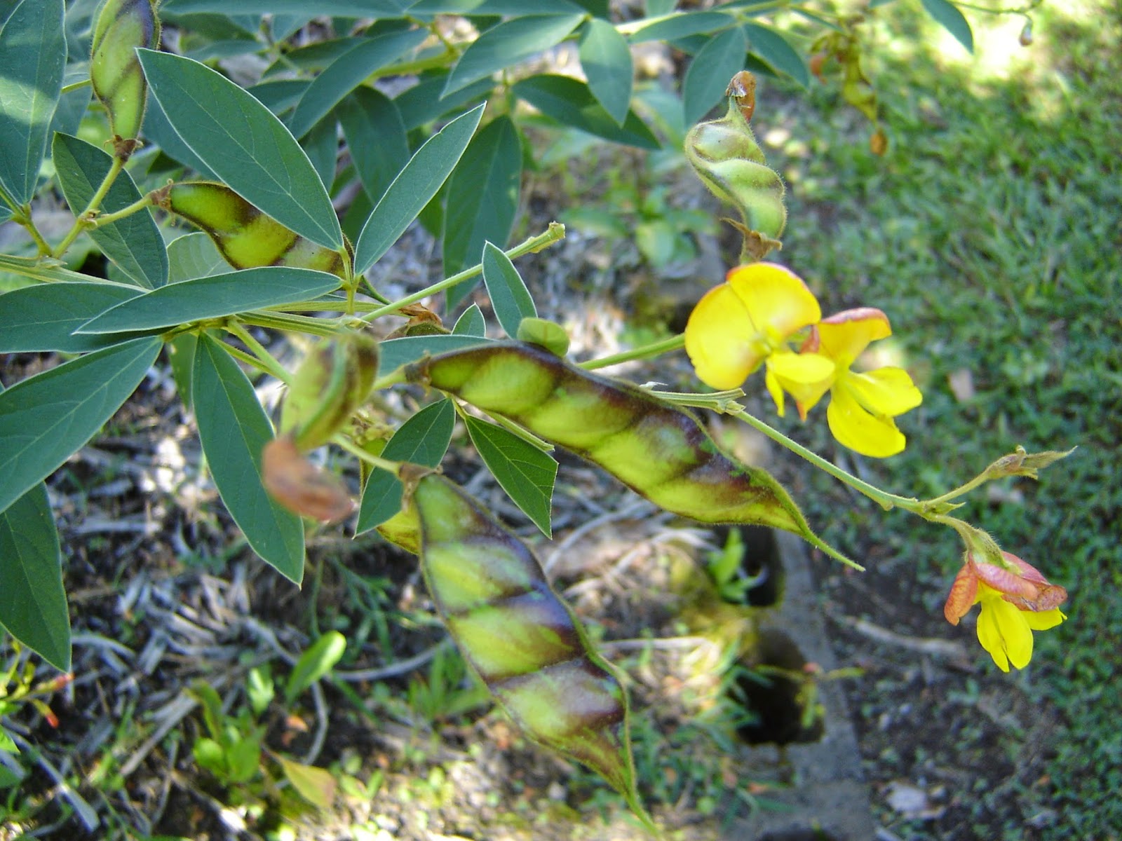 Honey From Rock Ode to Pigeon Peas