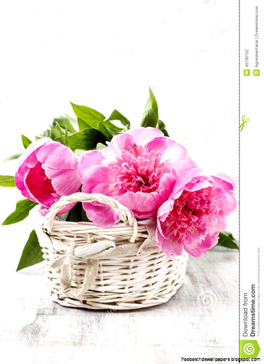 Basket Of Pretty Pink Peonies White Rustic Background Copy Spa Basket Of Pretty Pink Peonies White Rustic Background Copy Spa