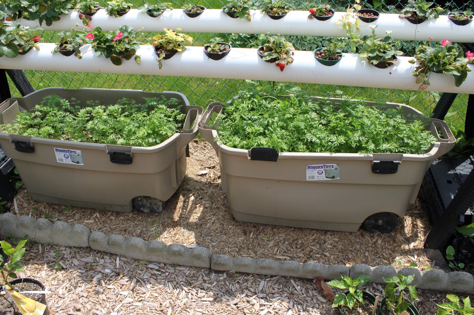 Simpson Eco Farms Strawberry hydroponics update ☺ + ⪻ greenhouse