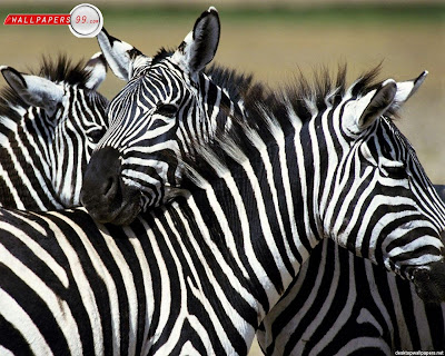high resolution zebra wallpaper high resolution zebra wallpaper