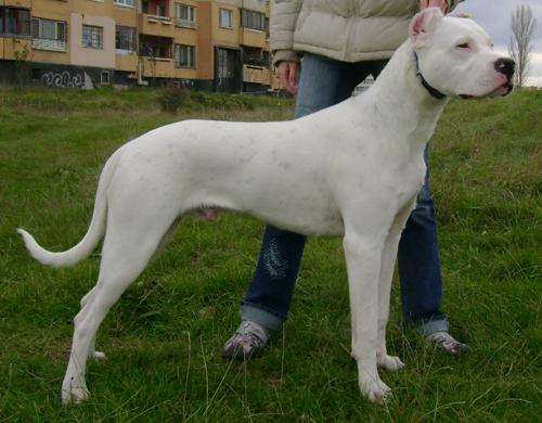 dogo argentino argentine dog definition listen training