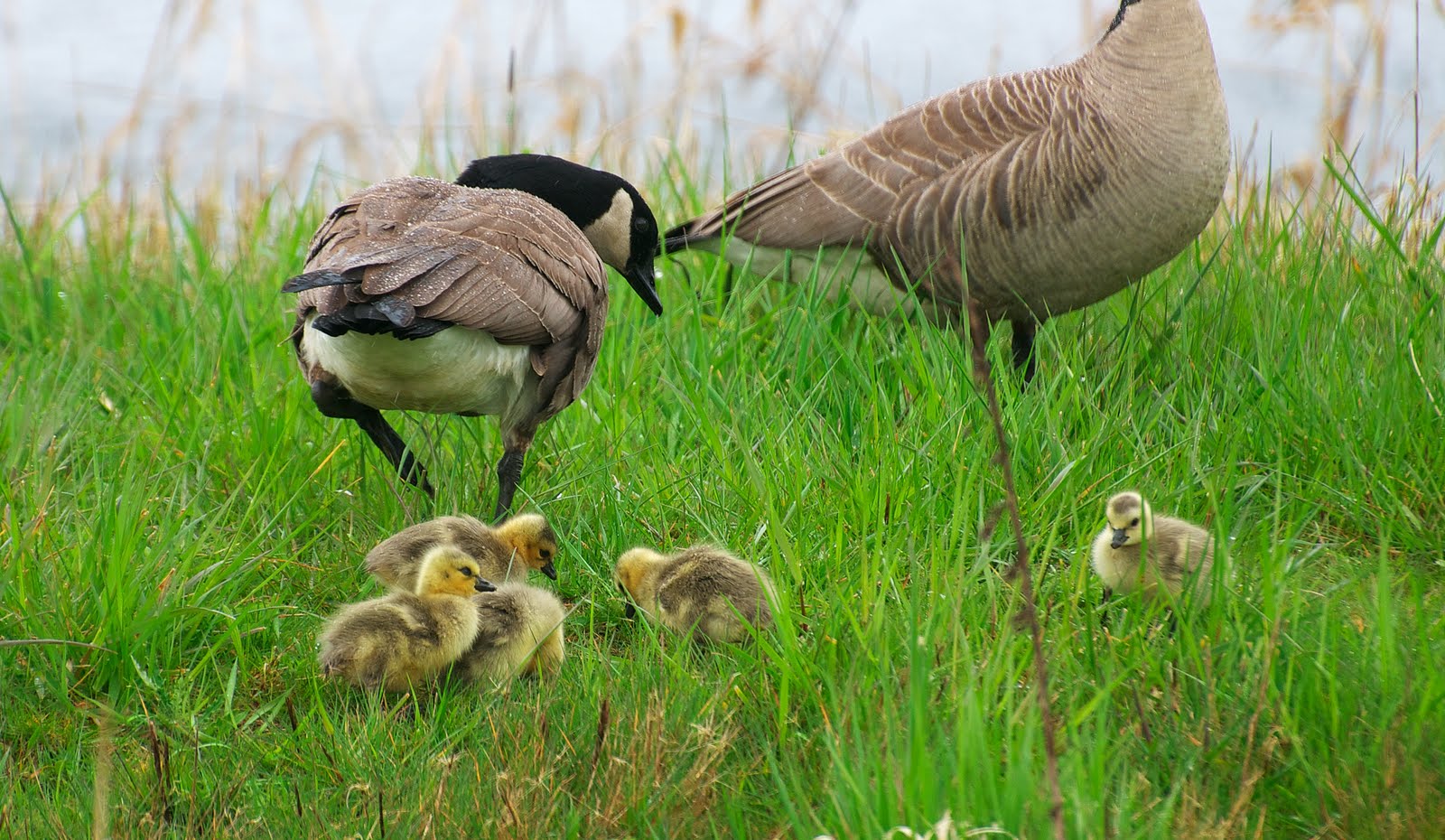 NW Bird Blog Canada Goose Goslings