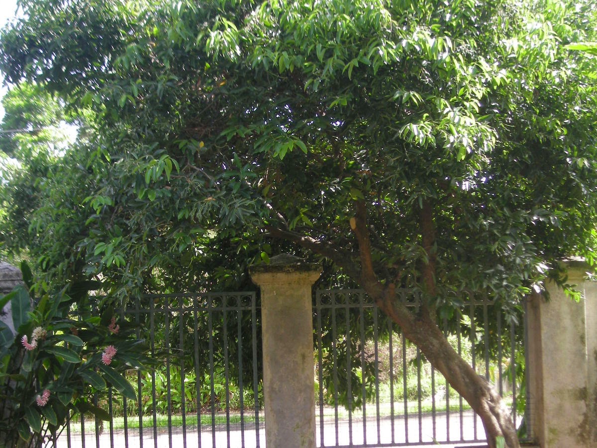 How to harvest cinnamon La Gringa's Blogicito