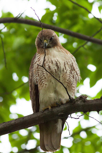 Red-tailed Hawk - Central Park, New York