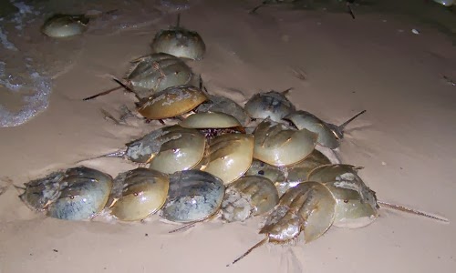 Partial Ellipsis of the Sun: A Blog for Scientists who like Words and  Writers who like Science: Blue-blooded Horseshoe Crabs, Hemocyanin, and  Kenneth Marshall Gordon