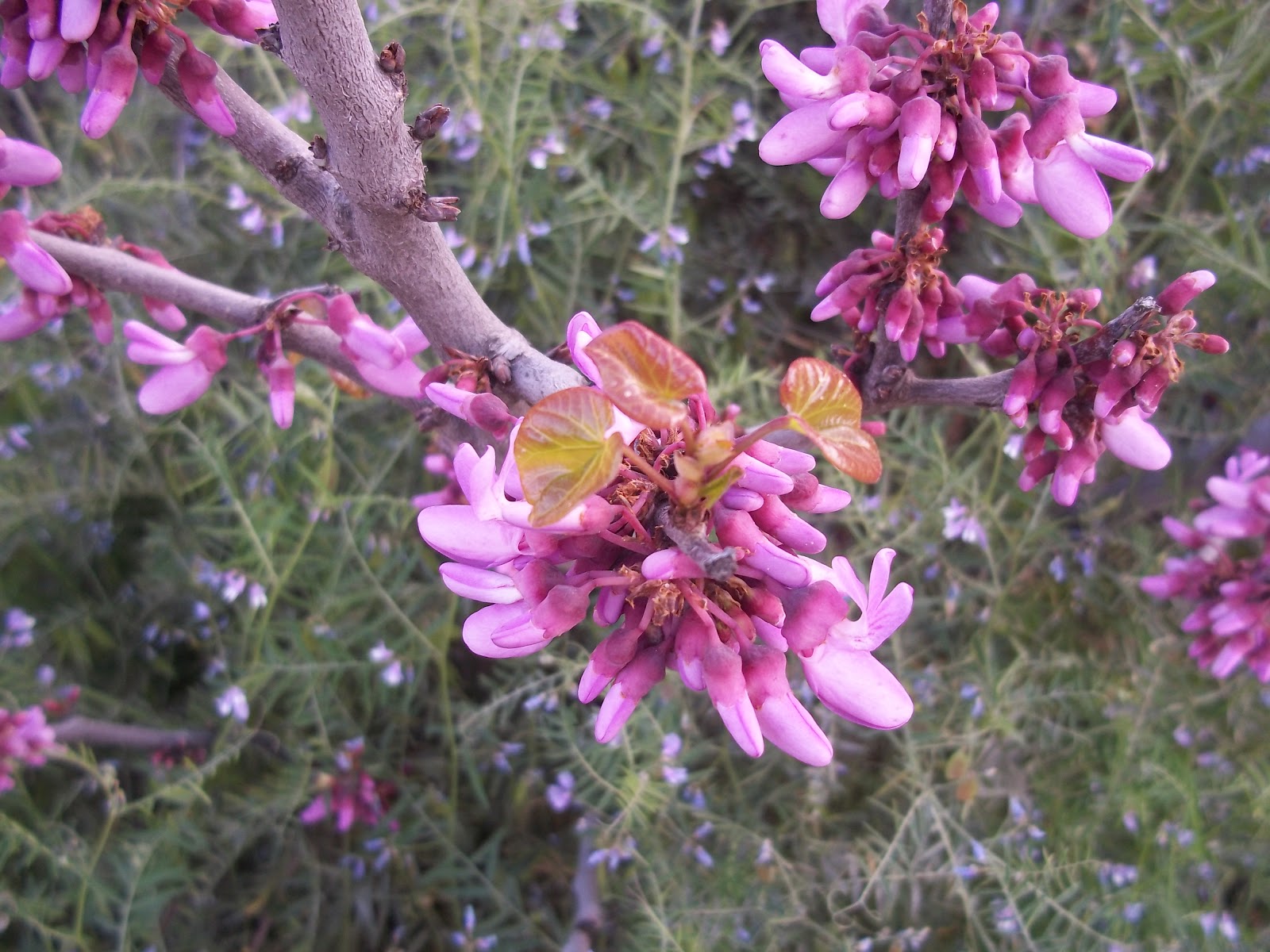 Foraging Redbud Blossoms Penniless Parenting
