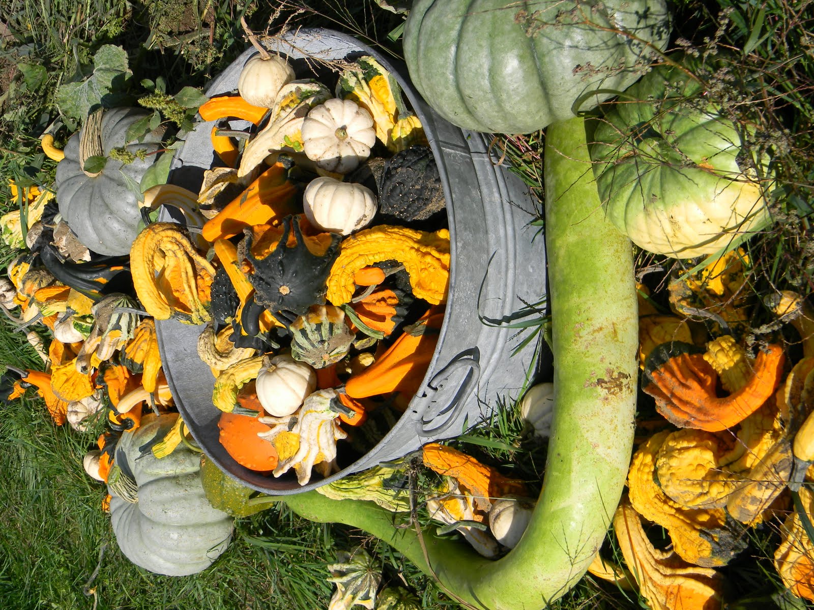 pumpkins, gourds, frost…oh my!