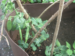 Container Garden Success