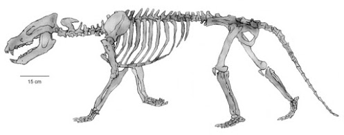 Dukecynus skeleton
