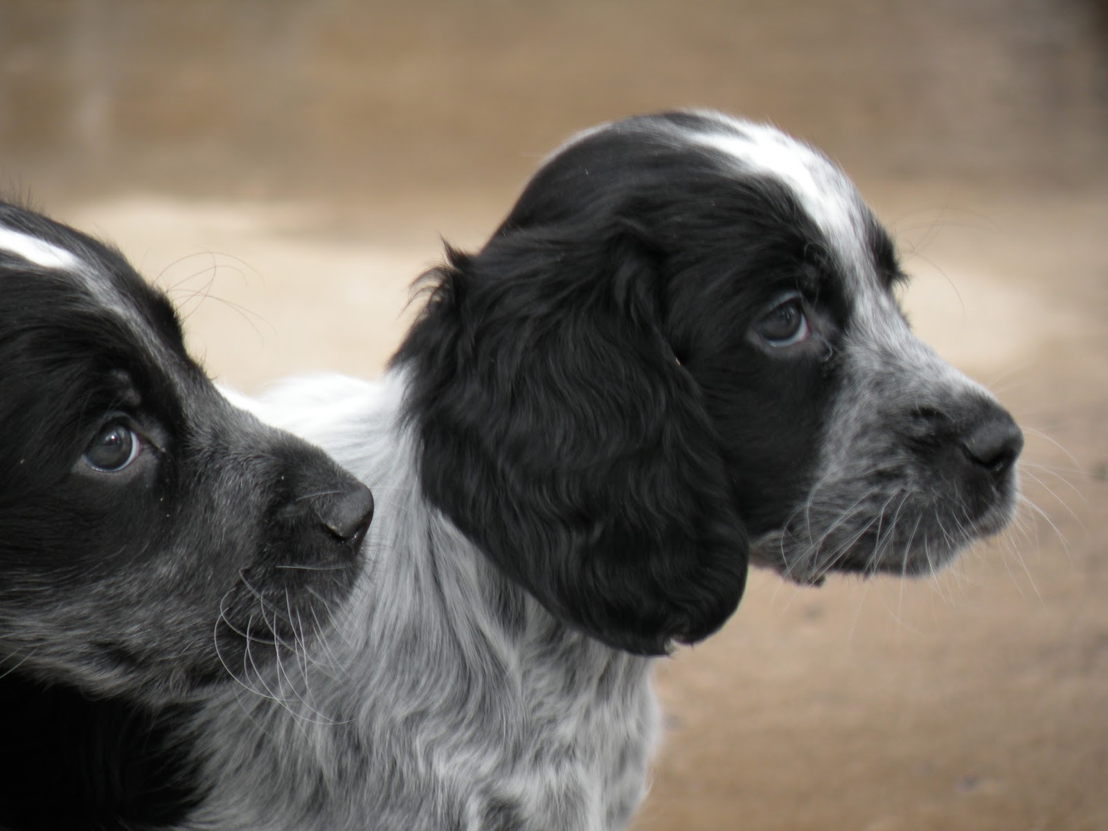 Picardy Spaniel Spaniel, Blue roan cocker spaniel, Puppy care