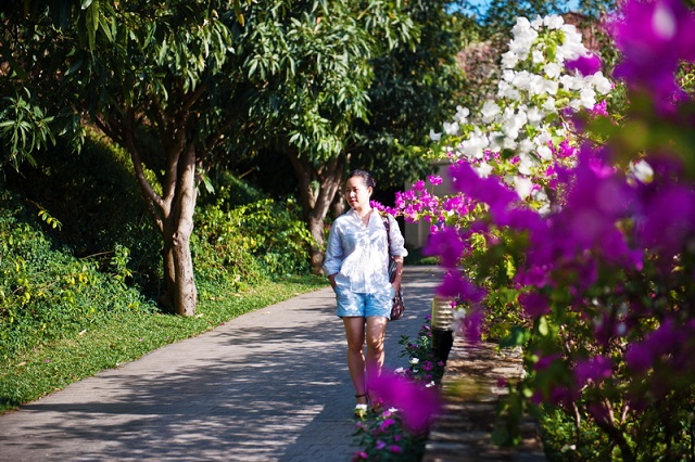 [Image: hoa-giay-nha-trang-2.jpg]