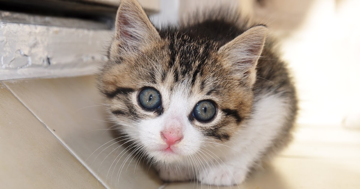 bayan çokbilmiş Dünyanın en şanslı pisisi Cingöz!