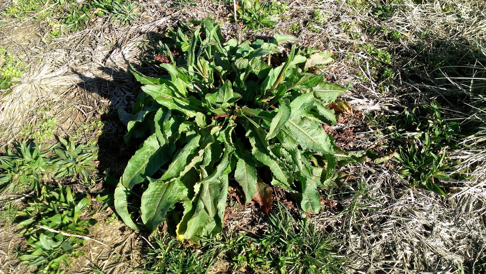 Southern Forager Dock Clam Chowder!