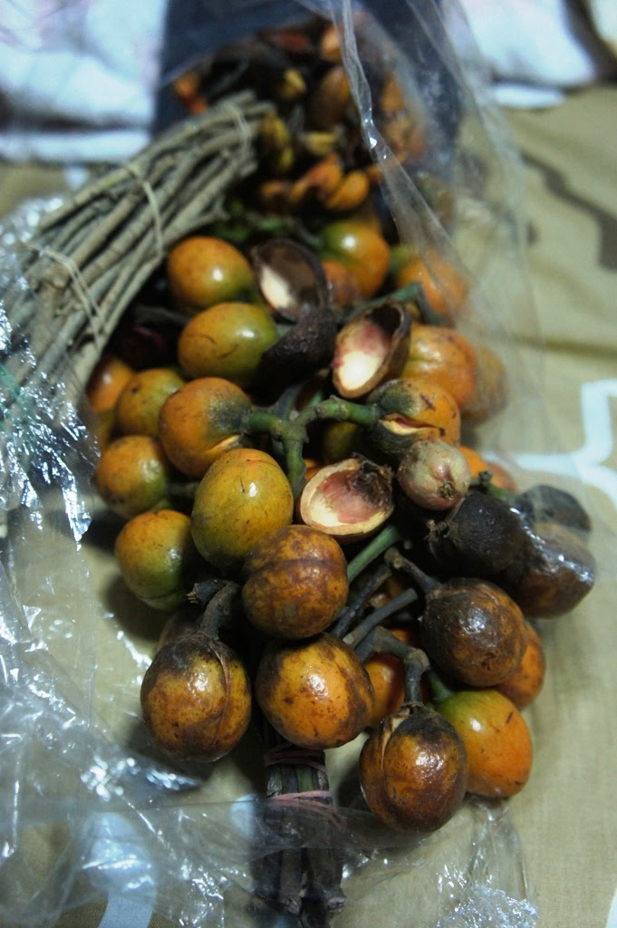 OUR PHILIPPINE TREES Duguan is a Nutmeg!