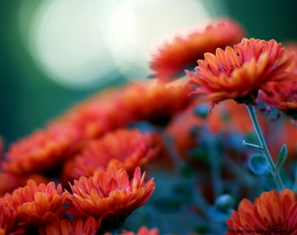 Orange Flowers Chrysanthemums Blur Photo Hd Wallpaper Wallpaper List Orange Flowers Chrysanthemums Blur Photo Hd Wallpaper Wallpaper List