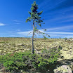 Oldest Tree in The World Found in Sweden