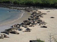 Galapagos Sea Lions Lounging in their Colony